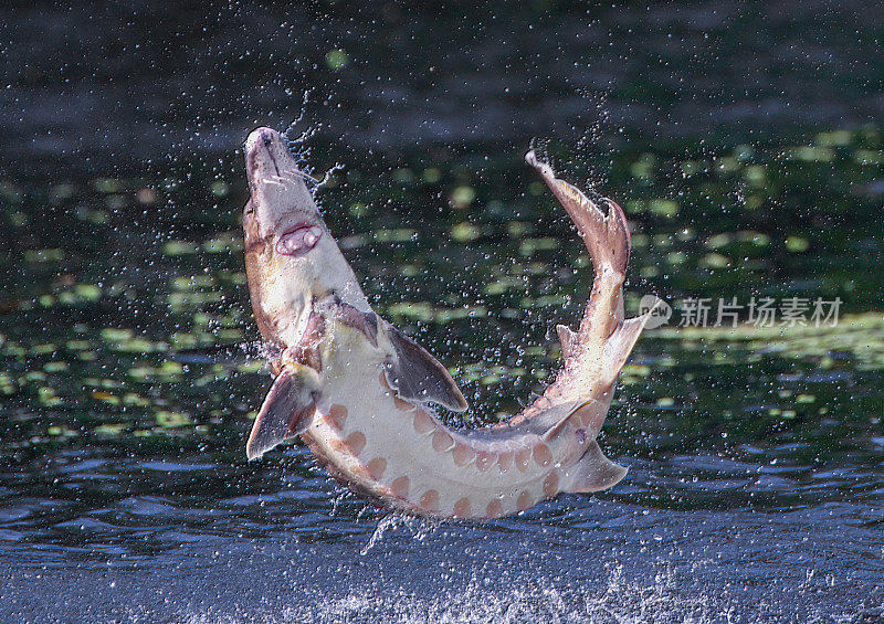 野生成年海湾鲟鱼-尖吻鲟desotoi -跳出水苏旺尼河佛罗里达州范宁斯普林斯。近距离拍摄系列中的第四张照片